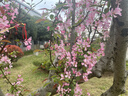 实木衣架落地卧室落地挂衣架家用挂衣置物架衣服挂架衣帽架挂衣杆 【福利特惠】胡桃色三脚款（全实木） 实拍图