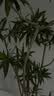 叹为观止大型植物发财树各种大颗盆栽开业乔迁客厅办公室内好养大型花卉 百合竹【1.3-1.5米】 不含盆 实拍图