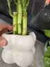 富贵竹盆栽植物室内净化空气绿植荷花竹办公室桌面四季好养小盆栽 荷花竹+小云朵盆【1盆】 盆口直径约8cm 实拍图