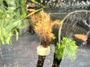 疯狂水草竹节草水草植物净化水质懒人鱼缸造景套餐直接入缸真水草种植环 【赛级精品】南美绿青竹 实拍图