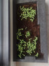 花沃里长春花种子约500粒 花卉种子盆栽阳台种菜土四季草籽阳台庭院田间 实拍图