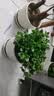 四季常青金鱼花吊兰盆栽室内绿植花卉多肉植物发财树好养易活客厅 金鱼吊兰原土盆【买1送1发两盆】 实拍图
