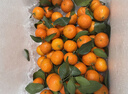 京鲜生 正宗广西砂糖桔净重4.5斤装 单果35-55mm生鲜水果源头直发包邮 实拍图