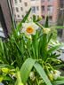 花翁漳州水仙花种球盆栽水养花卉绿植室内冬季水培植物带花苞源头直发 实拍图