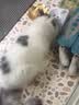 猫咪防猫掉毛吃什么深海鱼油营养片美毛靓毛维生素非药防脱毛神器 1盒【专治猫掉毛】 实拍图