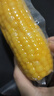 当季新货头茬东北黄甜糯玉米棒真空包装低脂黄糯大棒甜东北黏苞米 黑土地黄糯玉米【120-160克】1根 实拍图