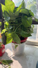 双盟绿萝盆栽除甲醛花卉绿植办公室新房净化空气160白2盆源头直发 实拍图