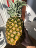 佳农 黑钻菠萝1粒装 巨无霸 菲律宾凤梨 净重3.6斤 生鲜水果 包邮 实拍图