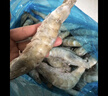 鲜京采 开背去虾线海白虾3斤装 大号45-60只 轻食减脂高蛋白 实拍图