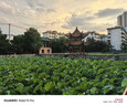 皇媳妇（HUANGXIFU）排气扇厨房油烟排风扇翻盖 窗式换气扇强力抽风机家用10寸带油盒 【10寸可拆卸款】奶油白 实拍图