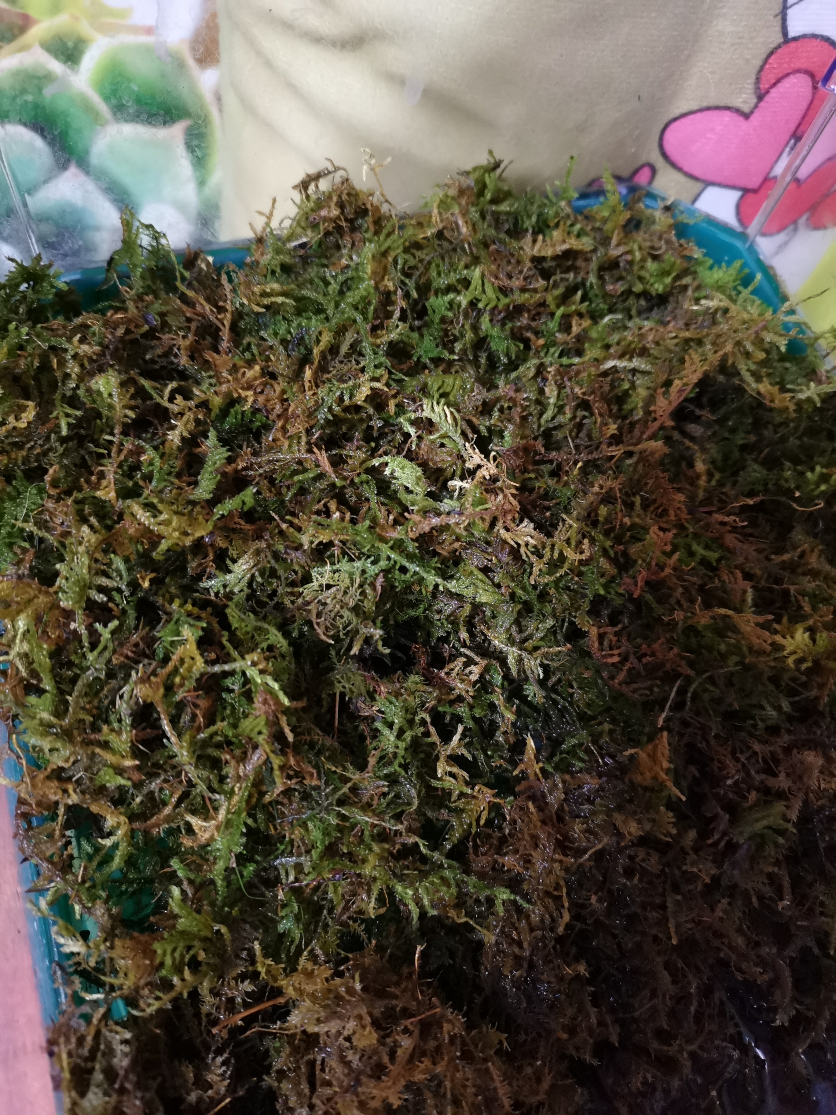 龟真寿 干苔藓 150g 乌龟过冬垫材保温保湿草龟巴西龟冬眠用品保暖苔藓 实拍图