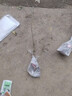 言清 正宗嫁接杨梅树苗 南方北方种植盆栽地栽果树苗庭院阳台果苗木 东魁杨梅4年苗(当年结果) 实拍图