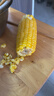 当季新货头茬东北黄甜糯玉米棒真空包装低脂黄糯大棒甜东北黏苞米 黄糯玉米【120-160克】6支 实拍图