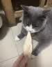 神经猫猫零食冻干猫咪零食鸡胸肉冻干成猫幼猫营养增肥主食猫粮鸡肉粒 【100%大块鸡胸肉】 500g*1桶 【1桶约45个】 实拍图
