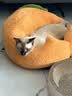 ZEZE橘子猫窝四季通用宠物床猫屋猫窝泰迪狗窝冬天保暖宠物用品 实拍图