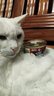 希宝猫罐头吞拿鱼85g*24罐海鲜汤汁系列进口猫粮猫湿粮整箱装 实拍图