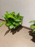双盟绿萝盆栽除甲醛花卉绿植办公室新房净化空气180加仑4盆装源头直发 实拍图
