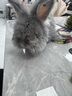暮秋小主血统宠物兔垂耳兔活体大型安哥拉长毛迷你侏儒猫猫兔活物已做疫苗 网红大型安哥拉花色幼兔 实拍图