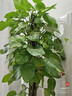 双盟绿萝盆栽除甲醛花卉绿植办公室新房净化空气110款8盆装源头直发 实拍图