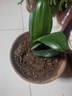 大盆君子兰盆栽名贵国宝级花卉苗绿植物圆头和尚室内客厅四季好养 大苗当年开花】12-14片叶子+带土 送肥料 实拍图