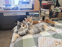 麦富迪猫零食猫冻干猫咪零食冻干桶成幼猫通用冻干磨牙零食 鸡胸肉60g（呵护肠胃） 实拍图