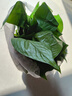 双盟绿萝盆栽除甲醛花卉绿植办公室新房净化空气180加仑2盆装源头直发 实拍图