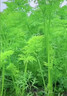 俄罗斯进口硫酸钾复合肥20-20-20高效速溶肥专用农用平衡肥果蔬 50斤白颗粒【原包装发货】 实拍图