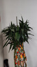 叹为观止大型植物发财树各种大颗盆栽开业乔迁客厅办公室内好养大型花卉 富贵竹笼【1.5-1.7米】 含盆 实拍图