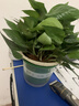双盟绿萝盆栽除甲醛花卉绿植办公室新房净化空气180加仑1盆装源头直发 实拍图