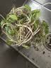 萌肉居铜钱草招财水培植物桌面盆栽室内绿植铜钱草草根+备用盆源头直发 实拍图