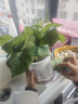 特价绿萝盆栽室内客厅办公室吸甲醛净化空气水培植物绿植花卉好养 【1盆】绿萝+早安吸水盆 整体含盆高度20-25cm 实拍图