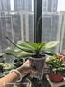年宵花春节蝴蝶兰盆栽绿植花卉年货装饰过年四季开花大苗好养易活 紫美人---【包开花】送营养液2包 带1支花剑 实拍图