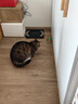 【京东快递】猫咪玩具自嗨解闷智能逗猫球自动逗猫遛猫遛狗突突球 奢华版绿色【带绳款宠物球】 实拍图