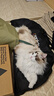 富美内特（FURminator）猫梳子宠物开结梳猫咪狗狗打薄梳长毛猫专用宠物用品狗毛清理神器 实拍图