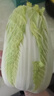 云南高原黄心娃娃菜大白菜新鲜蔬菜包心菜黄心白菜脆甜 新鲜娃娃菜1斤 实拍图