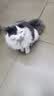 美人喵小安心猫粮幼猫1到3月奶糕专用离乳期4到12月全价小猫奶猫幼猫粮 【1-12月】冻干3拼幼猫粮4斤 实拍图