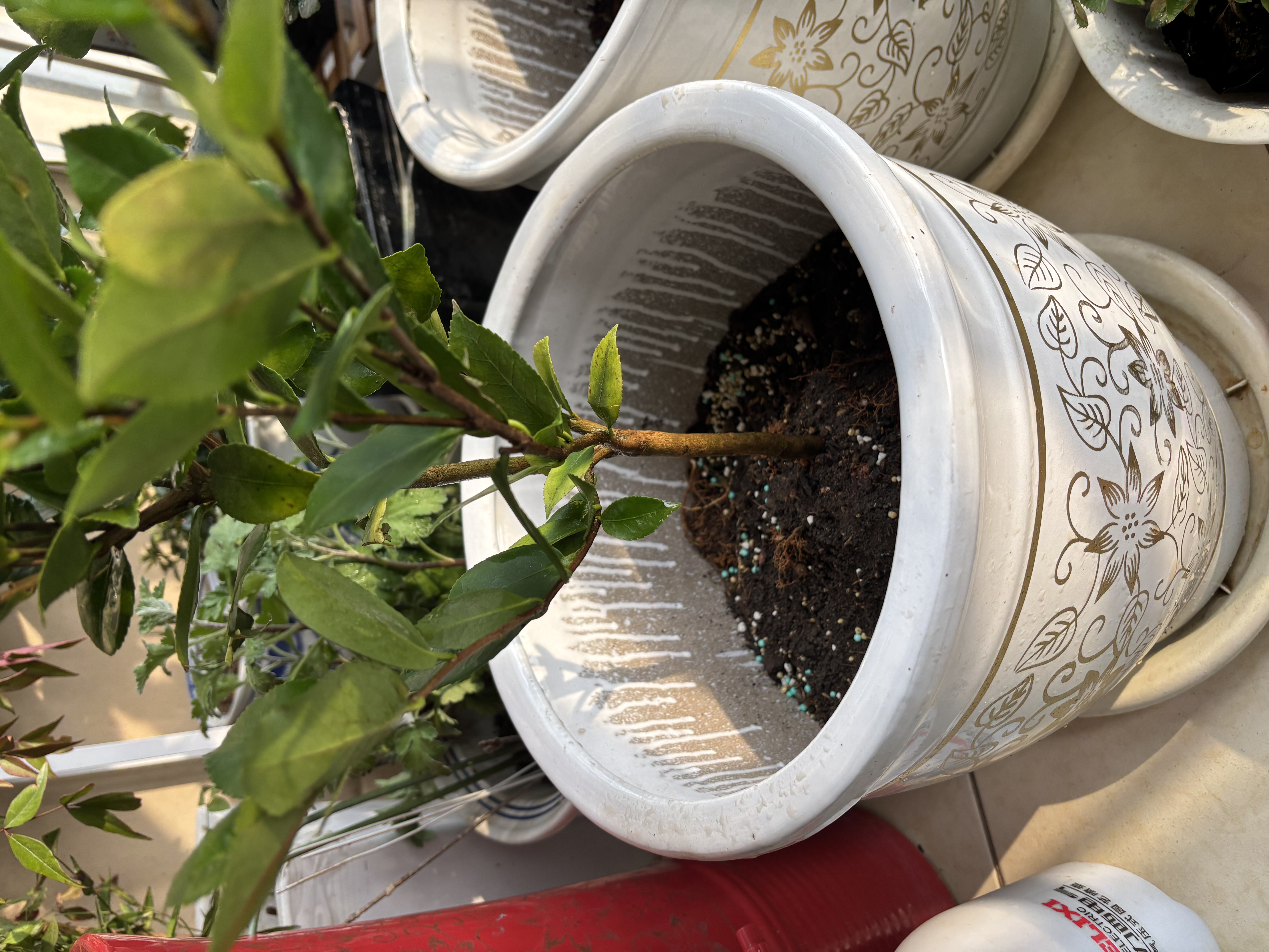 田园花木特大号陶瓷花盆大口径家用客厅落地发财树龟背竹专用白色几何花瓶 低腰白金藤蔓大号+托盘 实拍图