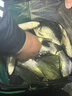 达亿瓦（DAIWA）一击 轻量鲤鱼鲫鱼草鱼罗非 进口鱼竿手杆 轻硬挺 休闲台钓 6.3m 一击F 63.K（综合） 不支持使用/试用后退换货 实拍图