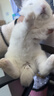 朗缤 兔子活体宠物兔活体新西兰肉兔公主兔小白荷兰侏儒活物兔子宠物 黑耳熊猫公主兔1只 实拍图