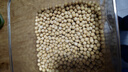 柴火大院 黄豆 2斤 东北大豆杂粮 非转基因 打豆浆 早餐粗粮代餐 高蛋白质 实拍图