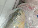 三都港 冷冻黄花鱼700g/2条装 宁德大黄鱼 深海鱼 生鲜 鱼类 海鲜水产 实拍图
