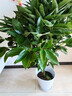 叹为观止大型植物发财树各种大颗盆栽开业乔迁客厅办公室内好养大型花卉 平安树1.2-1.4米 含盆 实拍图