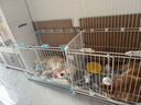 卫仕（NOURSE）五拼冻干狗粮鲜肉成幼犬通用粮泰迪金毛柯基比熊柴犬营养主食干粮 全鸡盛宴犬粮2kg 实拍图