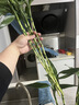 【富贵竹】广州发货水培植物好养懒人节节高供佛办公室内礼物七夕 富贵竹70cm10支 实拍图