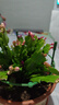 清仓处理花苞蟹爪兰花绿植盆栽室内大苗好阳台养耐活四季开花花卉 3个混色：20-30头【带花苞】+绿色塑料加仑盆 四季重复开花【耐寒】+送营养土 实拍图