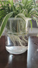 花盆绿植盆栽水培瓶透明塑料花瓶容器绿萝花盆鱼花共养缸水养摆件 水培盆-圆柱大号 【送定植篮+吸水棉绳】 实拍图