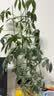 植物支撑杆爬藤架工具植物支架通用型花架拼接园艺兰花阳台花架子 自由组装（可拼5层）30根 材料厚实  经久耐用 实拍图