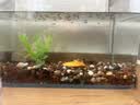 晶明水族客厅居家中小型鱼缸透明热弯超清玻璃一体金鱼缸带氧气灯光造景 裸缸送长30*宽17*高20cm 一件也发货 实拍图