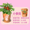 IAM City Farmer小番茄迷你盆栽绿植幼儿园儿童种植小盆栽植物种子生长观察10023 实拍图