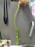 带根香菜100g 实拍图